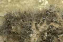 Lymantria ampla