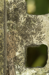 Lymantria ampla