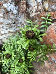 Barbarea taiwaniana