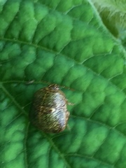 Megacopta punctatissima