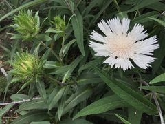 Stokesia