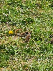 Passer montanus