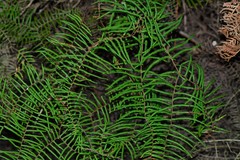 Gleichenia dicarpa