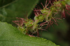 Acalypha angatensis