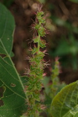 Acalypha angatensis