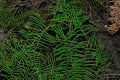 Gleichenia dicarpa