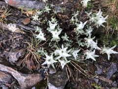 Leontopodium microphyllum