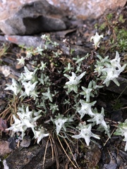 Leontopodium microphyllum