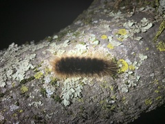 Pseudohemihyalea edwardsii