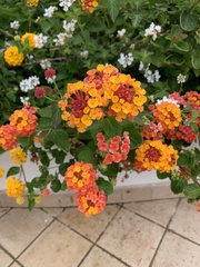 Lantana