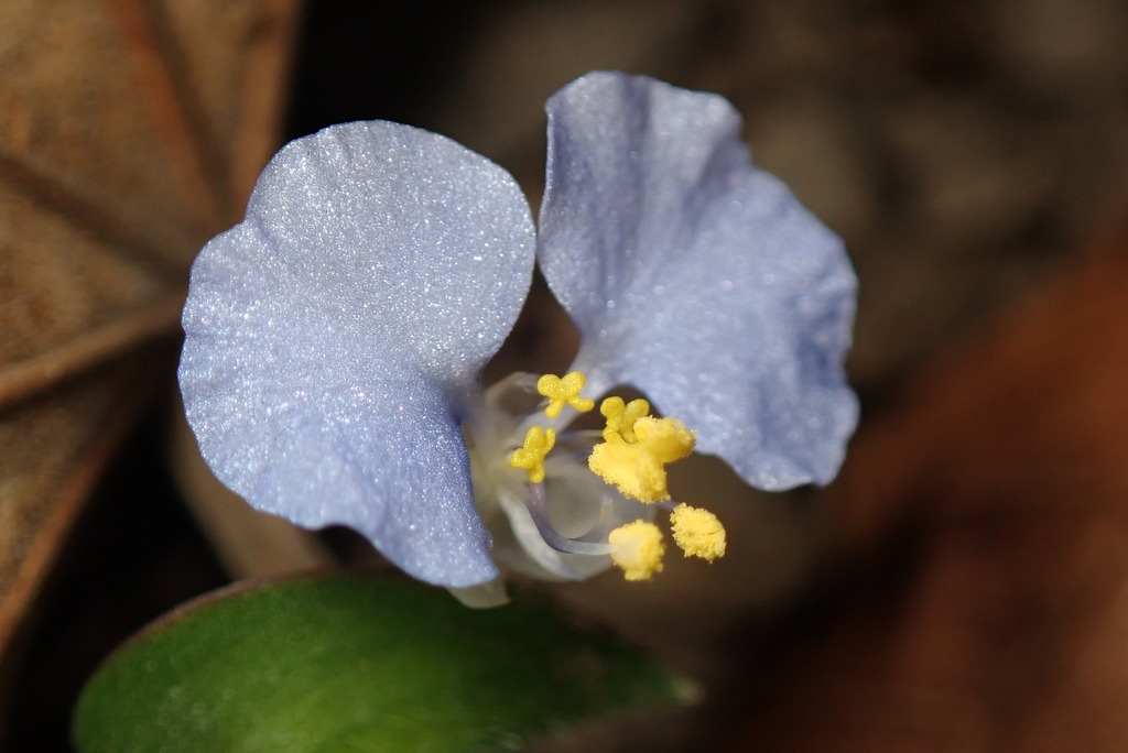 Commelina auriculata