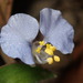 Commelina auriculata - Photo (c) Liu JimFood, some rights reserved (CC BY-NC), uploaded by Liu JimFood
