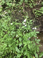 Cardamine amara