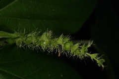 Acalypha angatensis