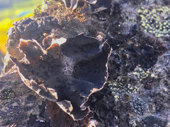 Umbilicaria proboscidea