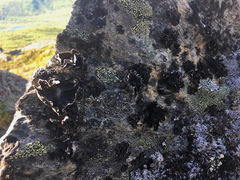 Umbilicaria proboscidea