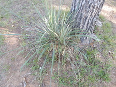 Yucca necopina