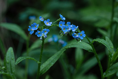 Myosotis sylvatica