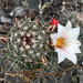 Mammillaria hutchisoniana - Photo (c) jrebman, alguns direitos reservados (CC BY-NC), uploaded by jrebman