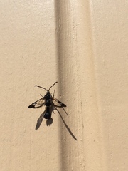 Synanthedon martjanovi