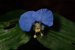 Commelina auriculata