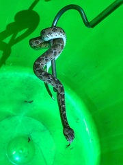 Echis leucogaster
