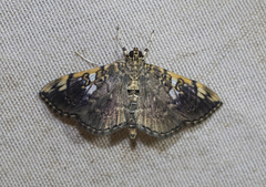 Pantographa expansalis