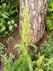 Rumex longifolius