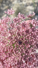 Daucus