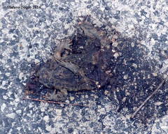 Sclerophrys mauritanica