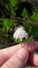 Cephalaria joppensis