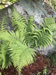 Athyrium distentifolium