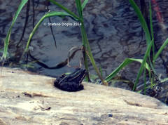 Pelophylax saharicus