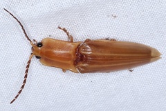 Semiotus ligneus