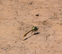 Ophiogomphus severus