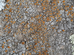 Caloplaca sideritis