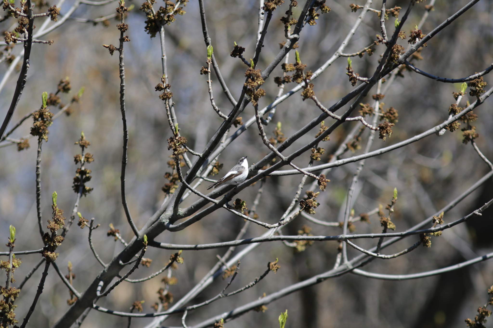European Pied Flycatcher