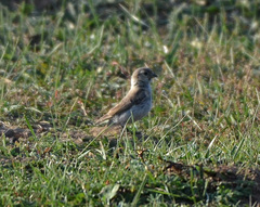 Montifringilla davidiana