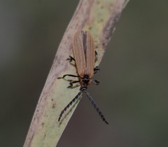 Trichalus ampliatus
