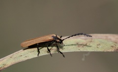 Trichalus ampliatus