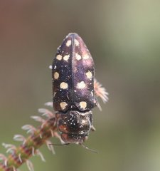 Diphucrania duodecimmaculata