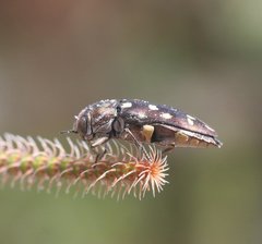 Diphucrania duodecimmaculata