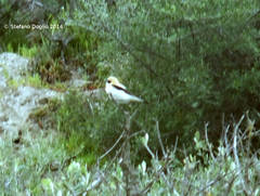 Oenanthe hispanica
