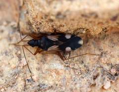 Migdilybs biguttatus