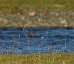 Emberizidae