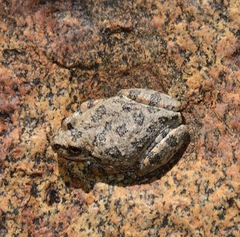 Pseudacris sierra