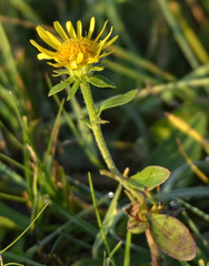Inula