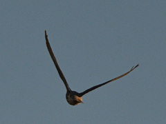 Falconiformes