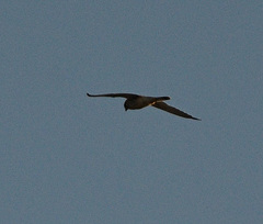 Falconiformes