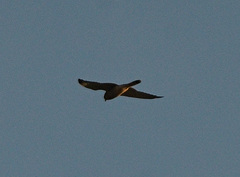 Falconiformes